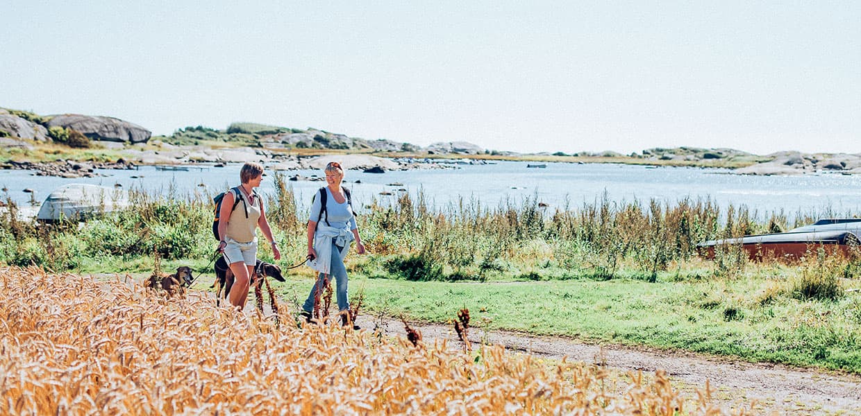 To personer med ryggsekker og hund går langs kyststien i Stavern. De beveger seg gjennom et gyllent kornfelt med blått hav og svaberg i bakgrunnen. Bildet har en varm, sommerlig stemning med klart sollys.