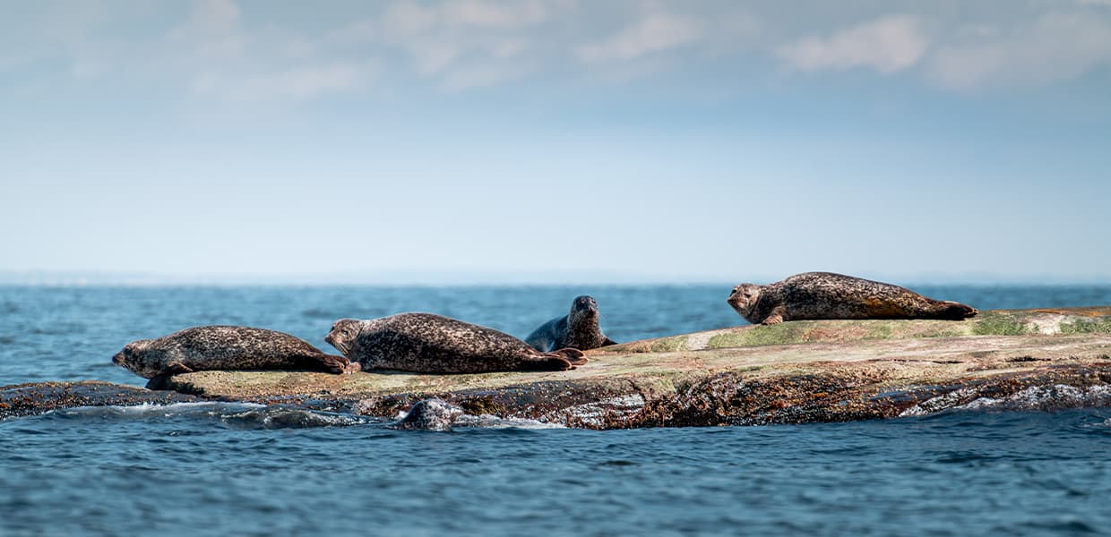 Flere seler ligger på en stein i solen. De er omgitt av blått vann under en skyfri himmel i parken.